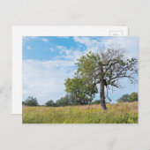 Burr Oak Trees und Prairie Postkarte (Vorne/Hinten)