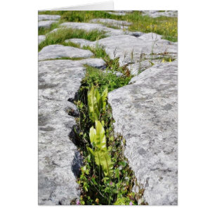 Burren Pflanze Limestone Steine