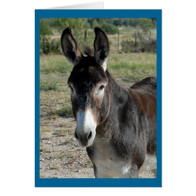 Burro (Vorne)