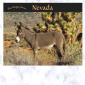 Burro in Nevada Postkarte