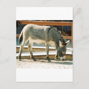 Burro in Stadt Postkarte