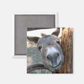 Burro over Wagon Wheel-Quadratmagnet Magnet (Vorderseite/Rückseite)
