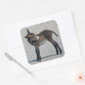 Burro Sticker (Umschlag)