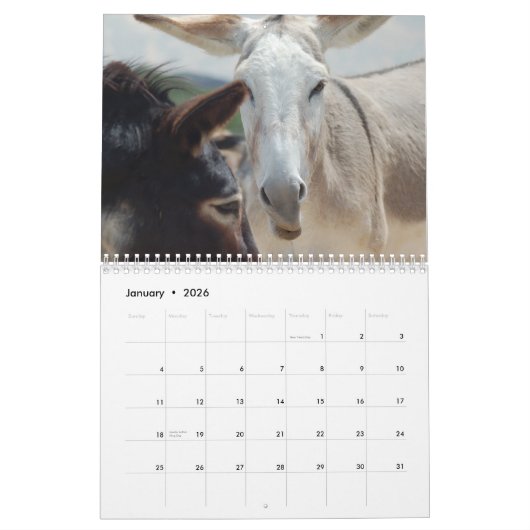 Burro-u. Pferdekalender Kalender (Jan 2026)