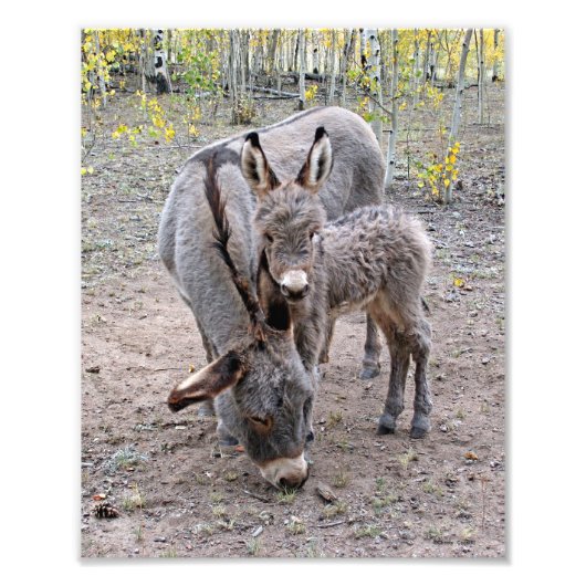 Burro und Baby Fotodruck (Vorne)