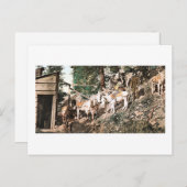 Burros bei Silver Mine Colorado 1904 Postkarte (Vorne/Hinten)