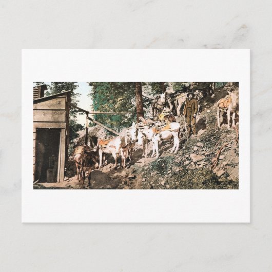 Burros bei Silver Mine Colorado 1904 Postkarte (Vorderseite)