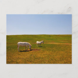 Burros, Custer Staat Park, South Dakota Postkarte