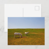 Burros, Custer Staat Park, South Dakota Postkarte (Vorne/Hinten)