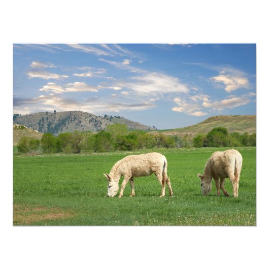 Burros in Custer Staat Park South Dakota Fotodruck (Vorne)