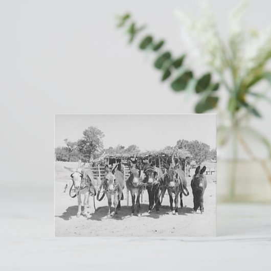 Burros Postkarte (Stehend Vorderseite)