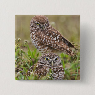 Burrowing Owl, Athene cunicularia, Cape Coral, Button