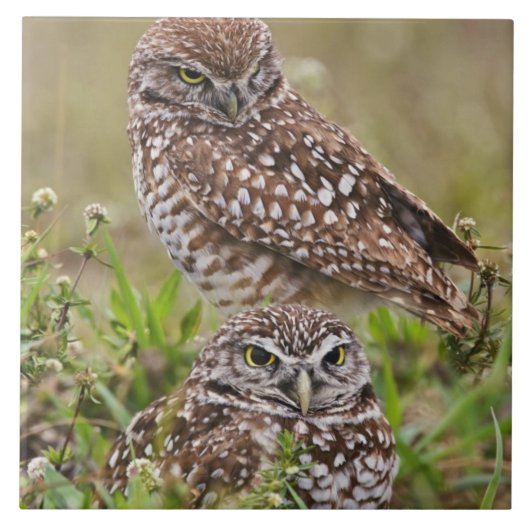 Burrowing Owl, Athene cunicularia, Cape Coral, Fliese (Vorderseite)
