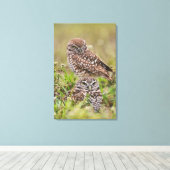 Burrowing Owl, Athene cunicularia, Cape Coral, Leinwanddruck (Insitu (Holzboden))