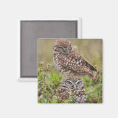 Burrowing Owl, Athene cunicularia, Cape Coral, Magnet (Vorderseite/Rückseite)