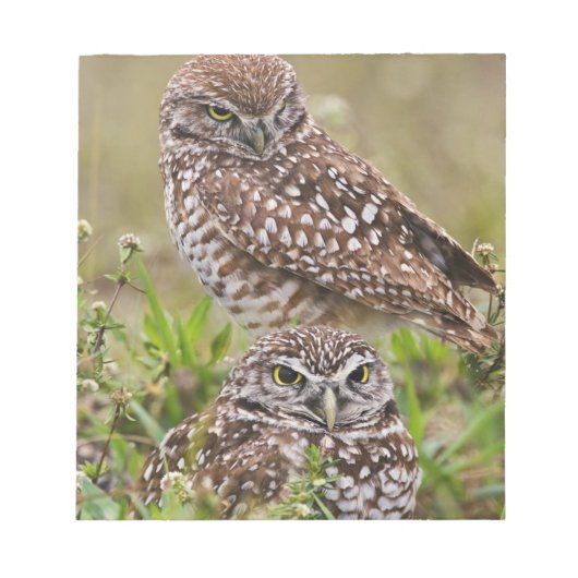 Burrowing Owl, Athene cunicularia, Cape Coral, Notizblock (Vorderseite)