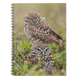 Burrowing Owl, Athene cunicularia, Cape Coral, Notizblock
