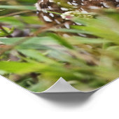 Burrowing Owl, Athene cunicularia, Cape Coral, Poster (Ecke)