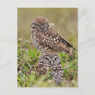 Burrowing Owl, Athene cunicularia, Cape Coral, Postkarte