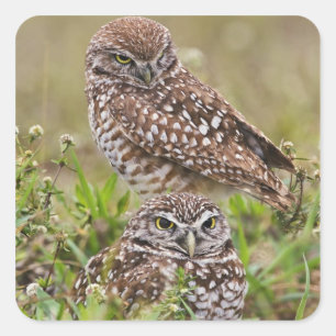 Burrowing Owl, Athene cunicularia, Cape Coral, Quadratischer Aufkleber