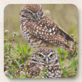Burrowing Owl, Athene cunicularia, Cape Coral, Untersetzer (Vorderseite)