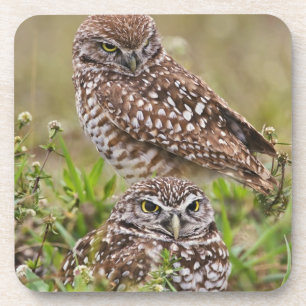 Burrowing Owl, Athene cunicularia, Cape Coral, Untersetzer