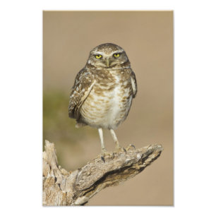 Burrowing Owl auf einer Cholla Rib Fotodruck