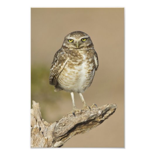 Burrowing Owl auf einer Cholla Rib Fotodruck (Vorne)