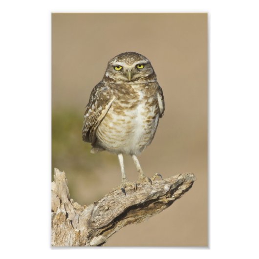 Burrowing Owl auf einer Cholla Rib Fotodruck (Vorne)