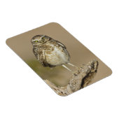 Burrowing Owl auf einer Cholla Rib Magnet (Rechte Seite)