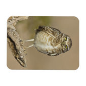 Burrowing Owl auf einer Cholla Rib Magnet (Horizontal)