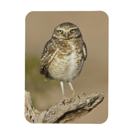 Burrowing Owl auf einer Cholla Rib Magnet (Vertikal)