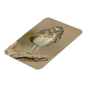 Burrowing Owl auf einer Cholla Rib Magnet (Linke Seite)