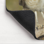 Burrowing Owl auf einer Cholla Rib Mousepad (Ecke)
