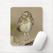 Burrowing Owl auf einer Cholla Rib Mousepad (Mit Mouse)