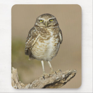 Burrowing Owl auf einer Cholla Rib Mousepad