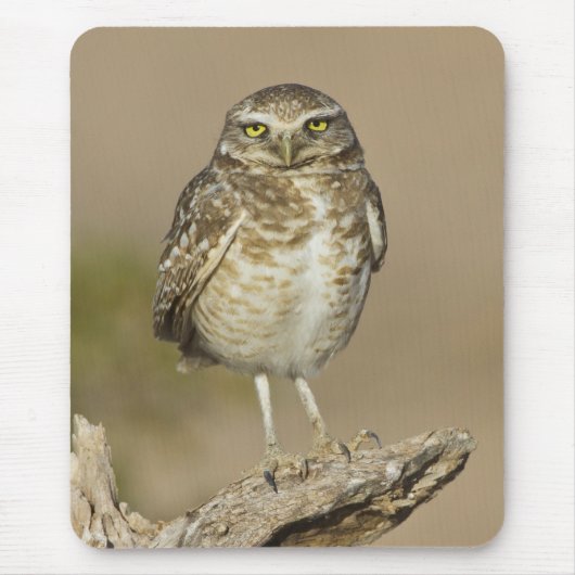 Burrowing Owl auf einer Cholla Rib Mousepad (Vorne)