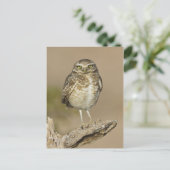 Burrowing Owl auf einer Cholla Rib Postkarte (Stehend Vorderseite)