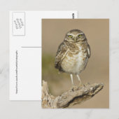 Burrowing Owl auf einer Cholla Rib Postkarte (Vorne/Hinten)