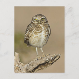 Burrowing Owl auf einer Cholla Rib Postkarte