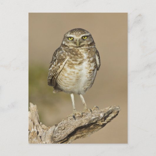 Burrowing Owl auf einer Cholla Rib Postkarte (Vorderseite)