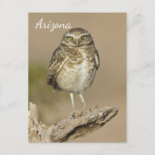 Burrowing Owl auf einer Cholla Rib Postkarte