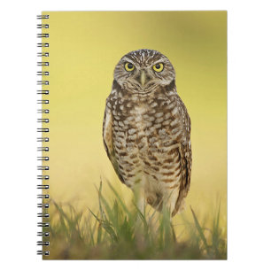 Burrowing Owl bei Sunset Spiral Notebook Notizblock