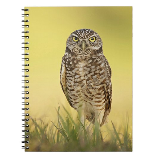 Burrowing Owl bei Sunset Spiral Notebook Notizblock (Vorderseite)