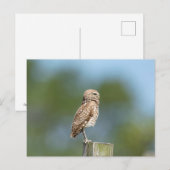 Burrowing Owl in Florida Postkarte (Vorne/Hinten)