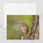 Burrowing Owl in Florida Postkarte (Vorne/Hinten)