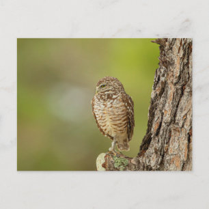 Burrowing Owl in Florida Postkarte