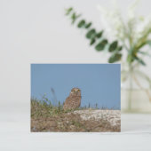 Burrowing Owl in Florida Postkarte (Stehend Vorderseite)