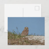 Burrowing Owl in Florida Postkarte (Vorne/Hinten)