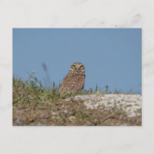 Burrowing Owl in Florida